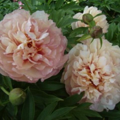 Paeonia Scrumdidleyuptious, very double pink to peach flowers