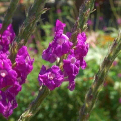 Lavender porterweed, red-purple flowers on spikes