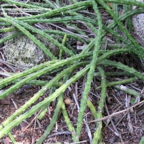 Selenicereus macdonaldiae, green narrow succulent strands, prostrate