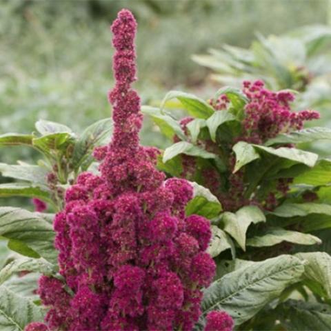 Elephant Head amaranth, huge red flower head and green leaves