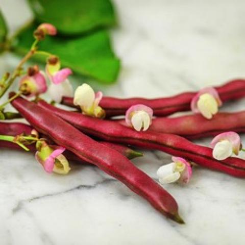 Red Swan bush bean, red string beans