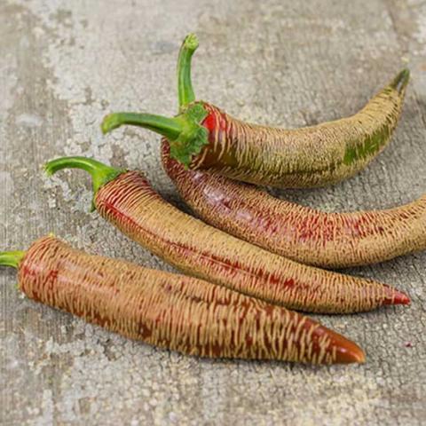 Rezha Macedonian hot pepper, brown long fruits with horizontal stripes