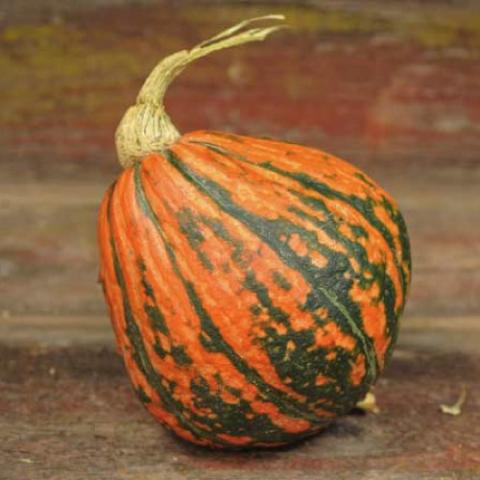 Lakota squash, pointed-ended sphere, orange to dark green