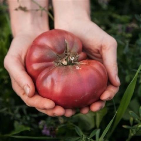 Boronia tomato, very large dark red with purple blush, somewhat ridged