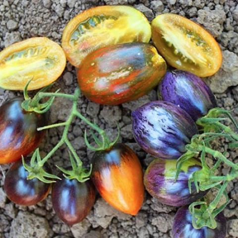 Brad's Atomic Grape tomato, red, purple, yellow on multiple fruits