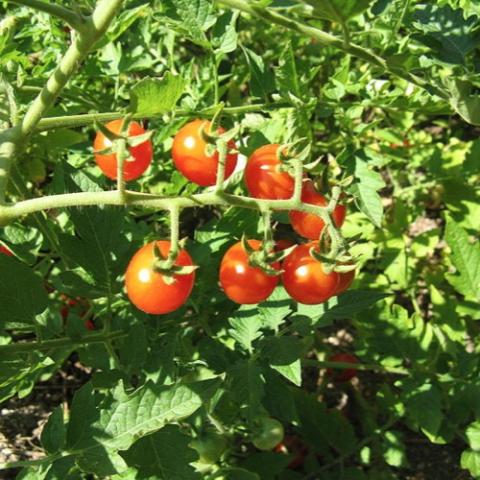 Rimac tomatoes, small red cherries in a group on the vine