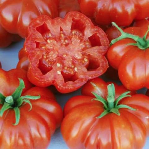 Rosso Sicilian tomato, red, flattened ridges