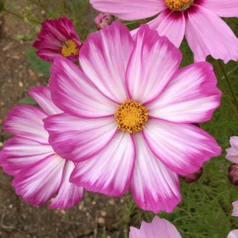 Cosmos Candystripe mix, shades of pinks and white