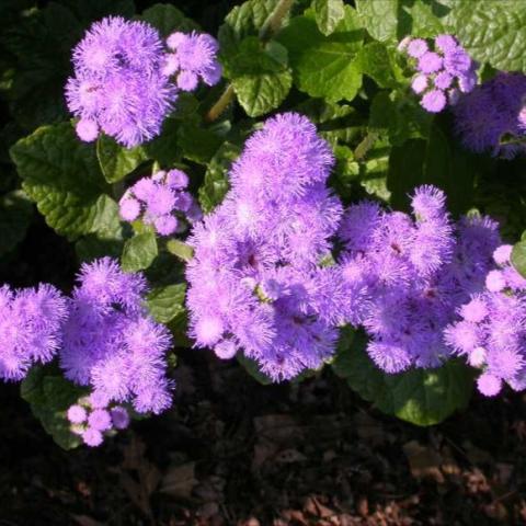 Ageratum 'Blue Horizon', lavender-blue fuzzy flowers