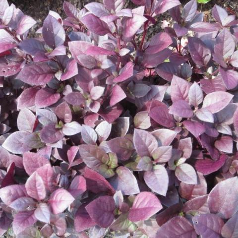 Alternanthera 'Little Ruby', purple red leaves in part sun