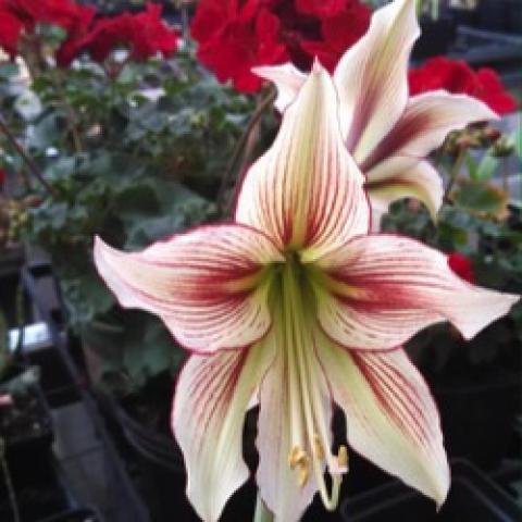 Butterfly Lima amaryllis, narrow petals in greenish white and dark red