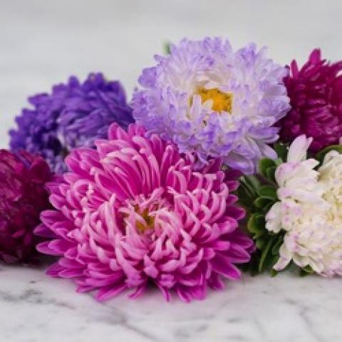 Calistephus Giant Perfection Mix, double mum-like flowers in pinks and purples