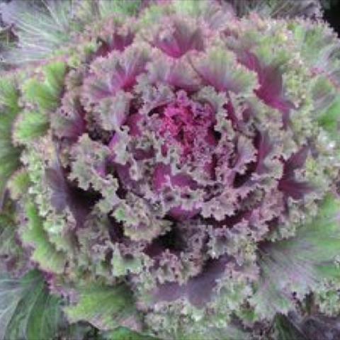 Cabbage 'Chidori Red', green and red-violet frilly leaves