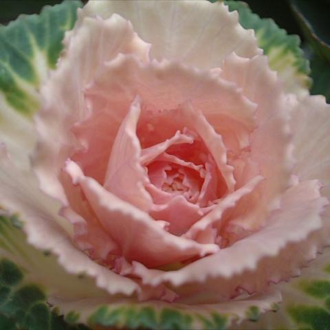 Victoria Pigeon flowering cabbage, rose-pink center with white surrounding