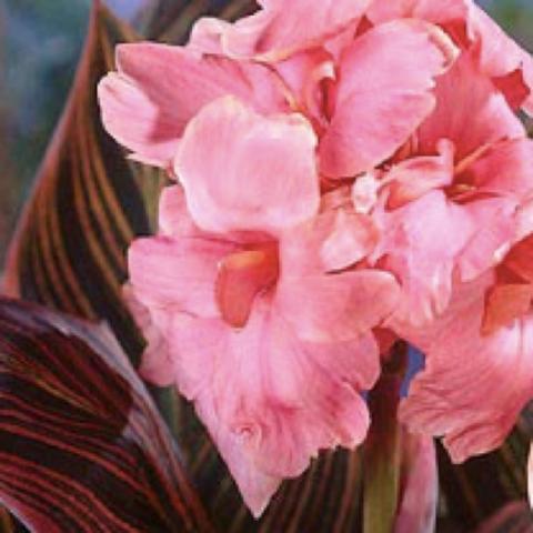 Canna Pink Sunburst, pink flowers, striped leaves