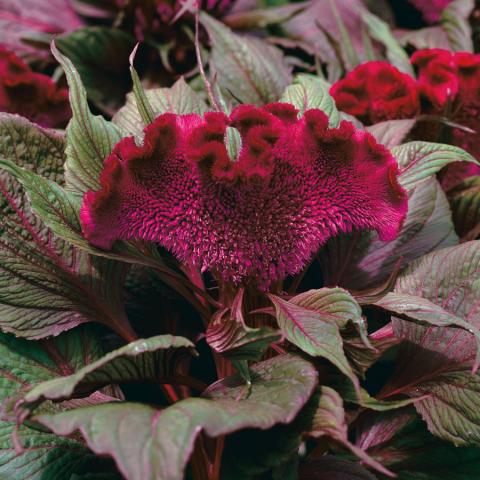 Celosia Dracula, almost black leaves and very dark red "brain"-like flower head