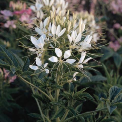 Cleome 'White Queen', white spider flower