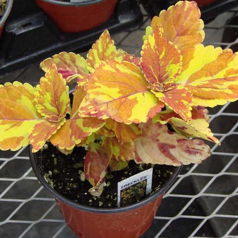 Coleus Freckles, yellow green and copper spattered leaves