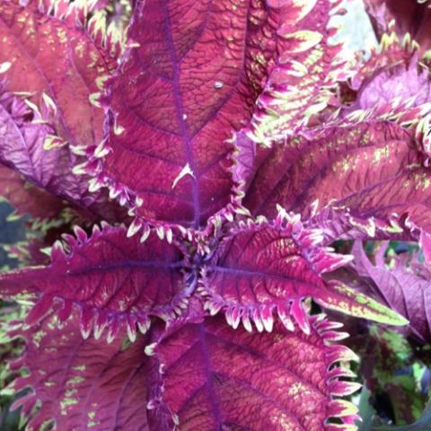 Coleus King Crab, dark red with fingery green edges