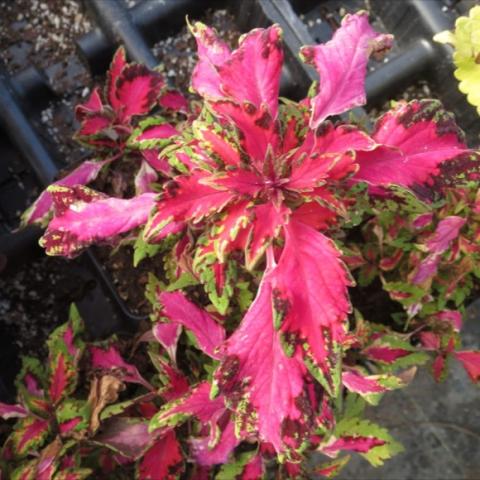 Coleus 'Pink Chaos', intense ink ragged leaves with darker edges