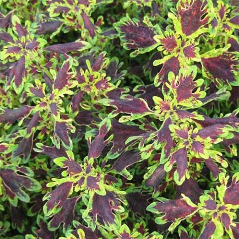 Coleus Ruby Jewels, dark red leaves with light green irregular margins