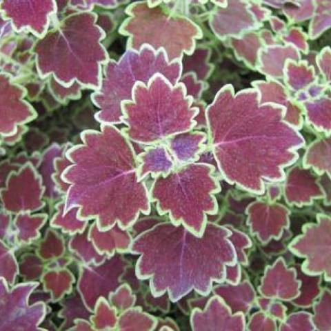 Coleus Trailing Monarch, duck-foot dark red leaves with green edges