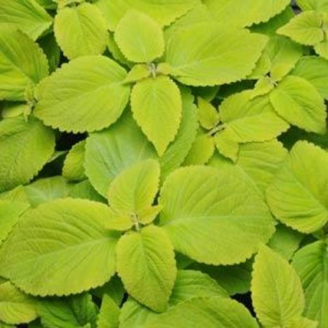 Coleus Versa Lime, solid yellow-green leaves