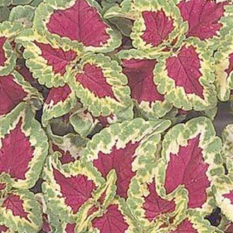 Coleus 'Wizard Rose', dark pink centers, green edges with cream intervals