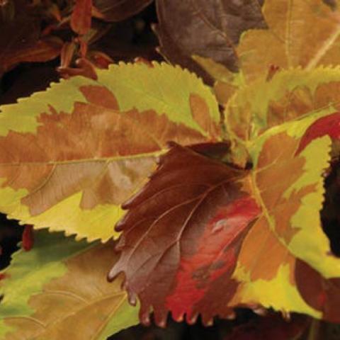 Acalypha Jungle Cloak, lime yellow-green with red markings