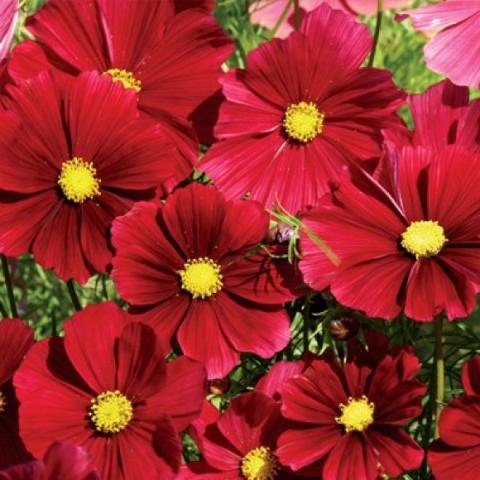 Cosmos 'Rubenza', dark red cartoon flowers with yellow centers