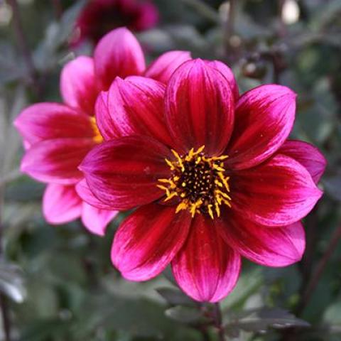 Dahlia Dreamy Nights, dark foliage, intense dark pink flowers