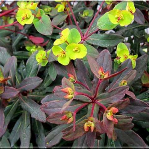 Euphorbia Walberton's Ruby Glow, dark burgundy leaves, bright yellow-green bracts