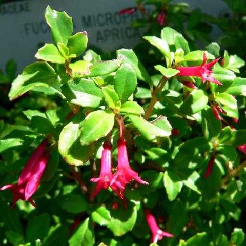 Fuchsia microphylla, small green leaves and pink flowers