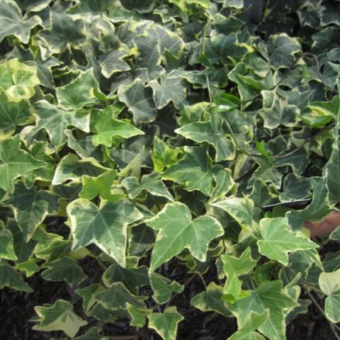 Hedera 'Gold Child', green ivy with white eges