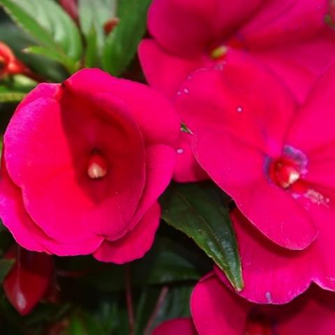 Impatiens Sonic Deep Purple, fuchsia cupped single flowers