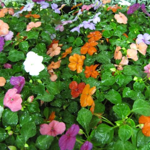 Impatiens 'Xtreme Mix', multiple color blooms