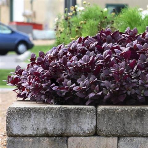 Alternanthera Purple Prince, purple foliage plant, filler