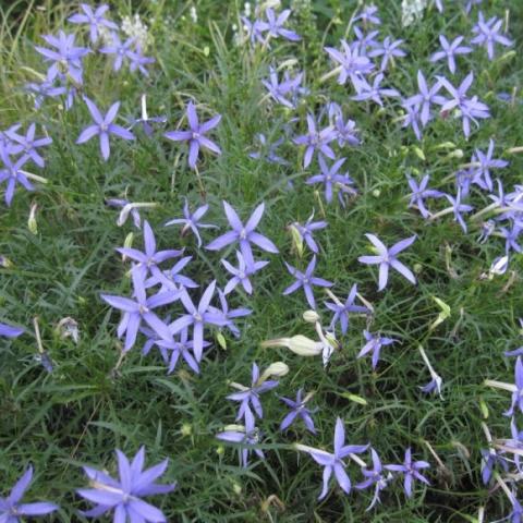 Laurentia Beth's Blue, blue-lavender star flowers