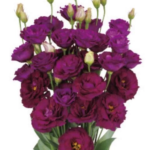 Lisianthus Minuet Dark Purple, very dark purple