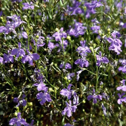 Lobelia Regatta Midnight Blue, lavender-blue flowers with white eyes