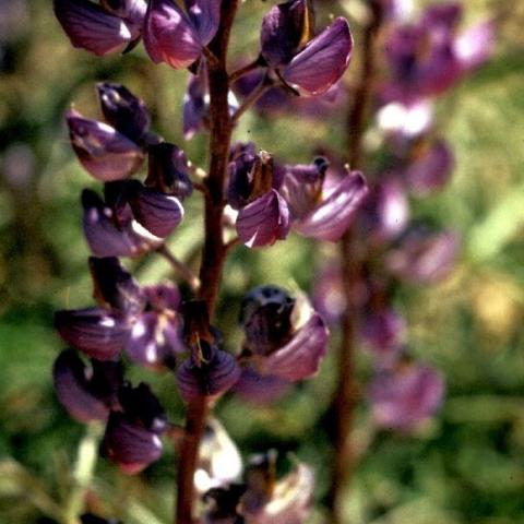 Lupinus pilosus, purple lupine flowers