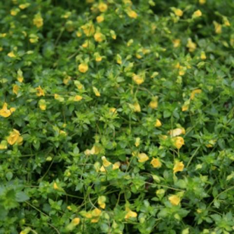 Mecardonia 'GoldDust', many tiny yellow flowers 