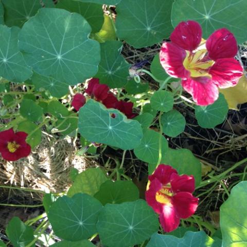 Nasturtium Purple Emperor, red-violet with gold throat, green leaves