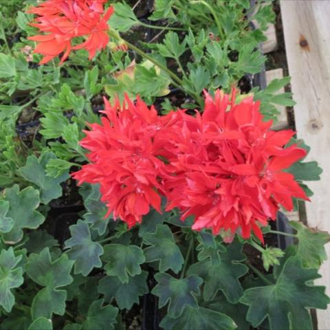 Pelargonium 'Red Star', red star-shaped flowers