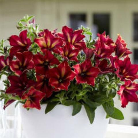 Petunia Mandeville, dark red petunia