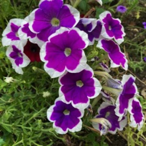 Petunia Headliner Dark Violet Picotee, bright violet with white edges