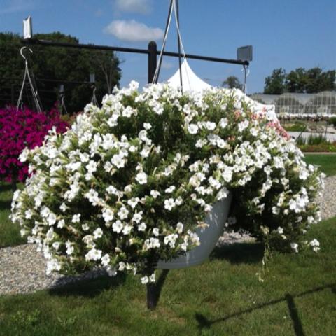 Petunia Itsy White, many small white petunias in a hanging basket