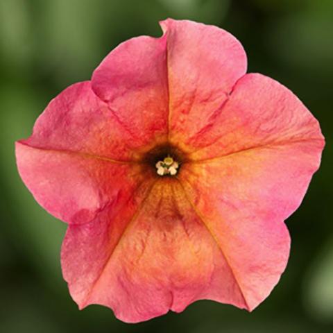 Petunia Sanguna Mango Punch, dusky pink to light orange flower