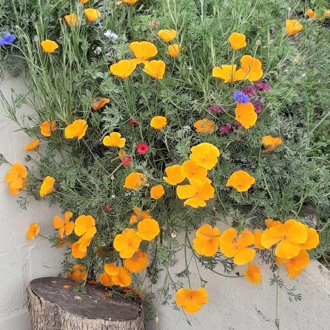 California poppies, orange flowers and gray green fine leaves, growing over a wall