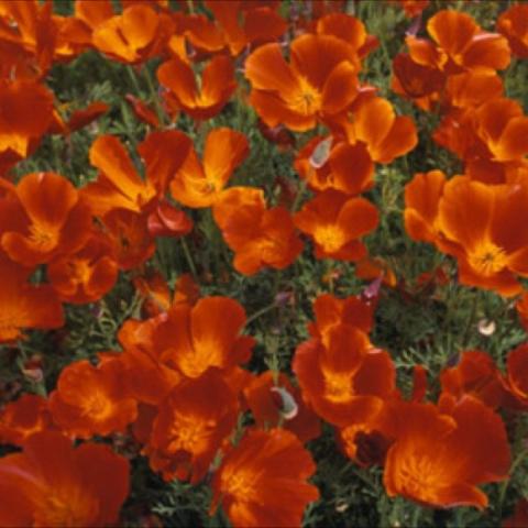 California poppy 'Mikado', dark red-orange with orange centers